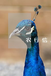 农行信用卡逾期多久 黑名单 农行信用卡逾期多久 黑名单